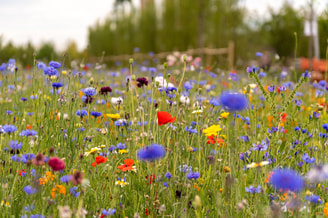Bloemenweide