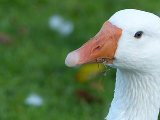 Gans