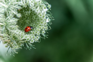 Lieveheersbeestje