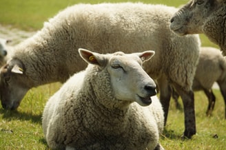 Schaap hijgen