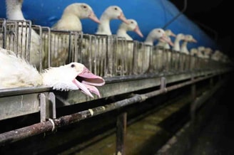 Ganzen foie gras productie foto Gaia