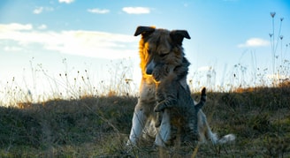 Honden katten