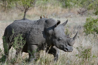 Rhinoceros 1837164