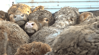 Schapen transport