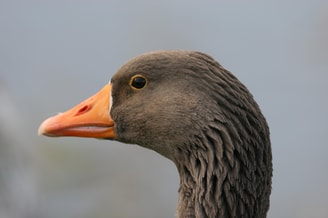 Close Up Grauwe Gans Vanderdenmaarrechtenvrij Hr