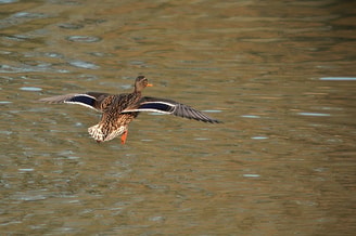 Wild duck 8622063 1920