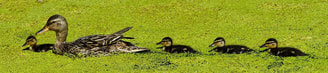 Eend met kleintjes Pixabay rechtenvrij