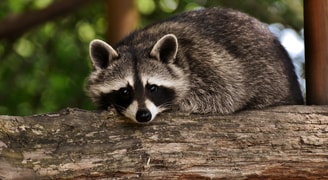 Raccoon 3537985 1920 Wasbeer Bont Pixabay