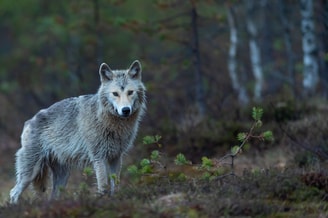 Wolf vincent van zalinge H0 G Ru4 Dq2 Bc unsplash