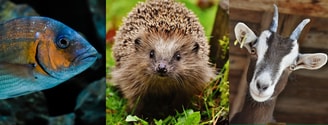 Dieren in de stad2