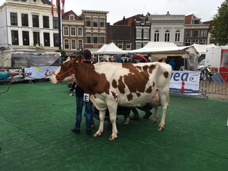 Koe op markt gouda