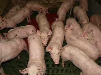 Pig 11246 1920