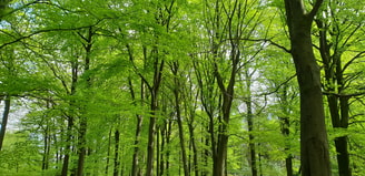 Beukenbos