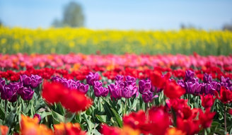 Bloemenveld banner