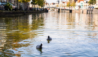 Meerkoeten Spaarne