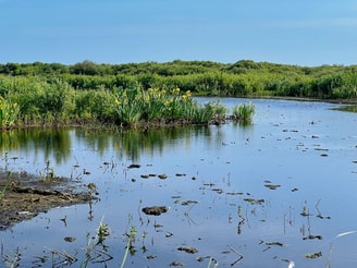 Zwanenwater Lente