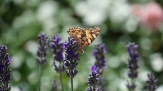 Vlinderlavendel