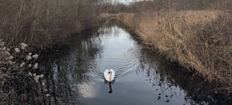 Zwaan volledig