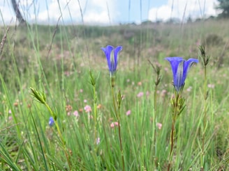 Wikimedia Commons zeldzame Klokjesgentiaan in natte heide