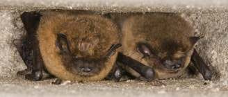 Vleermuis in spouwmuur
