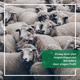 Schapen