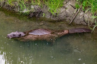 Bever krystianwin beaver 5214549 1280