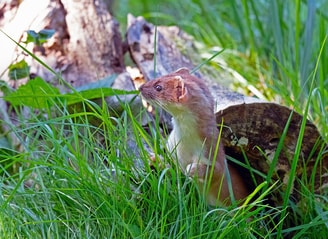 Hermelijn animal 6601787 1280
