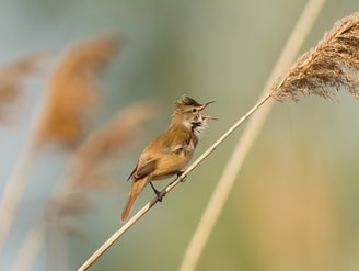 Great reed warbler 4205939
