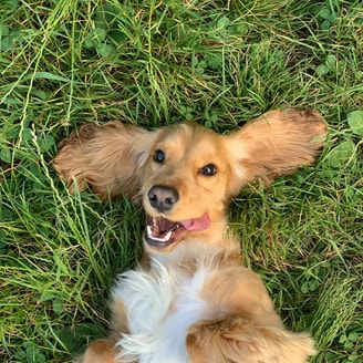 Blije hond