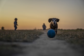 Rennend hondje