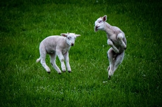 Blije lammetjes in de wei