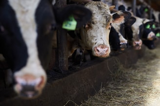 Milk Cows In Barn original 380116