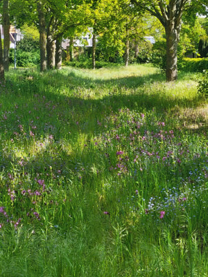 Bloemrijke berm in ecologische wijk