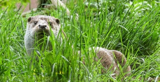 Otter