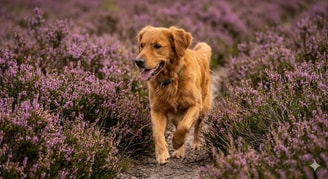 Hond op rozendaalse veld