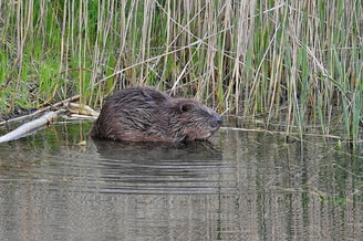 Bever2