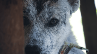 Dieren in rampen 169