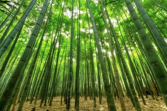 Bamboe