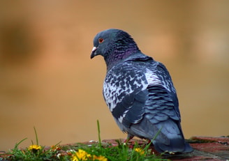 Heckimg bird 7976716