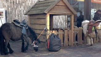 Ponies snuffelmarkt Wagnerplein