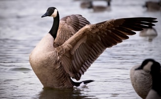 Terski canadian goose 7737260