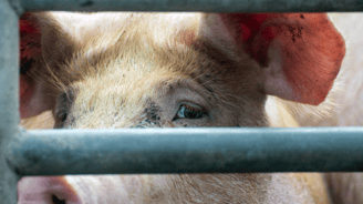 Varken transport varkenstransport varkentransport veetransport nvwa dierenleed