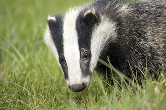 Das Badger