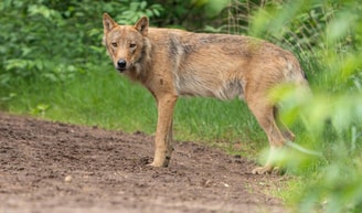 Wolf Bram 2 Copyright Ramon van Bentum