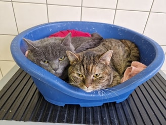 02 poes en kater gedumpt parkeerplaats amerongen