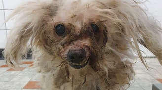 12 header twee hondjes verwaarloosd achtergelaten Overberg vervilt