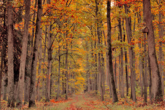 Forest 7580700 1280 pixabay