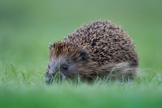 Timoostrich hedgehog 7710053