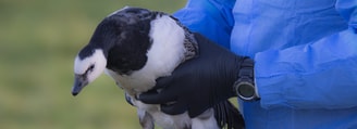 Gans handschoen crop