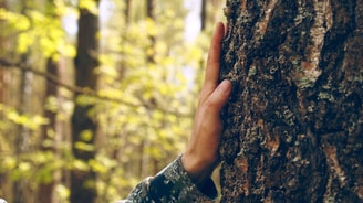 Hand touch the tree trunk man hand touches a pine 2024 11 26 04 07 04 utc min